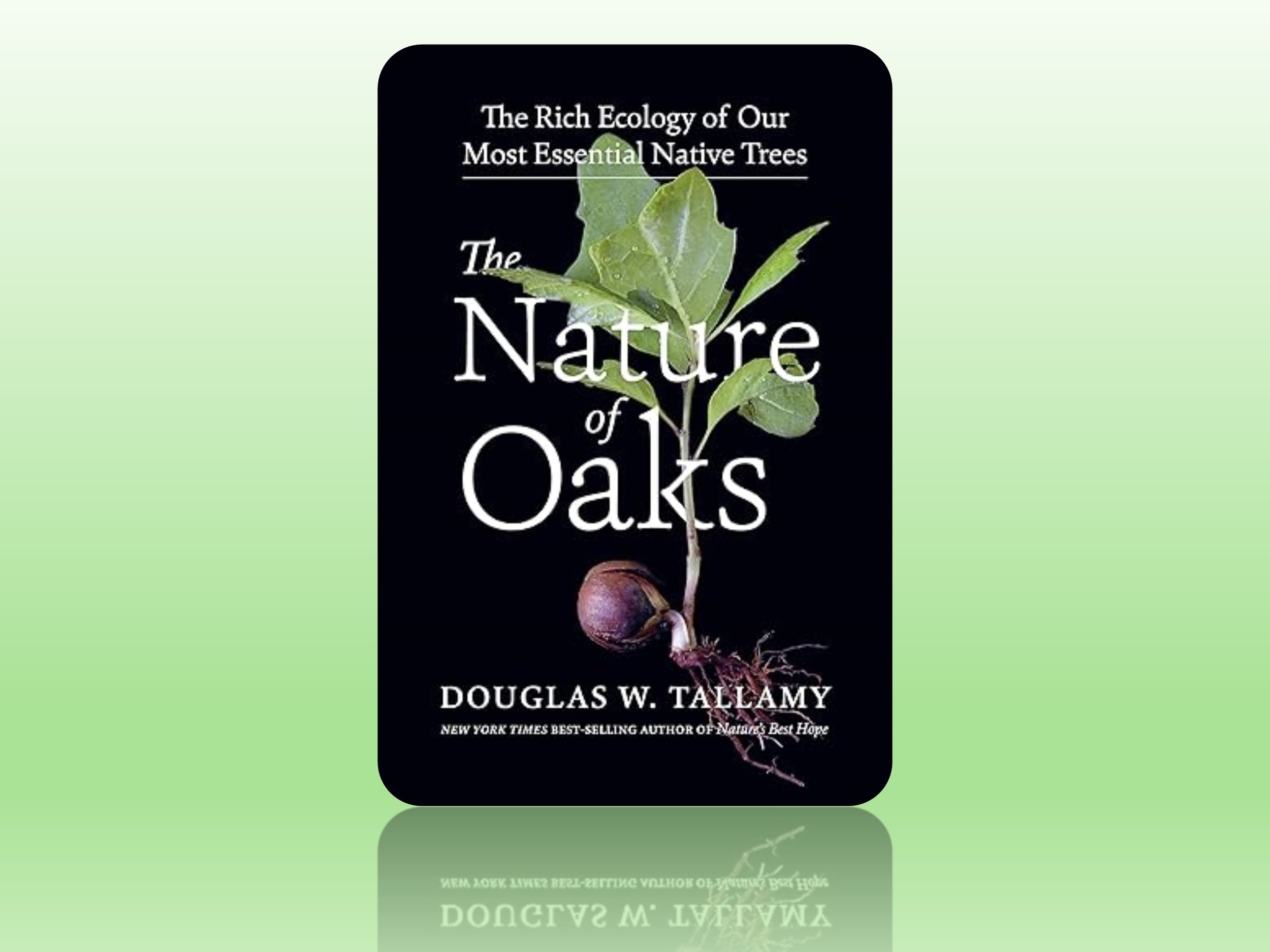 The Nature of Oaks — Beautiful Hays County